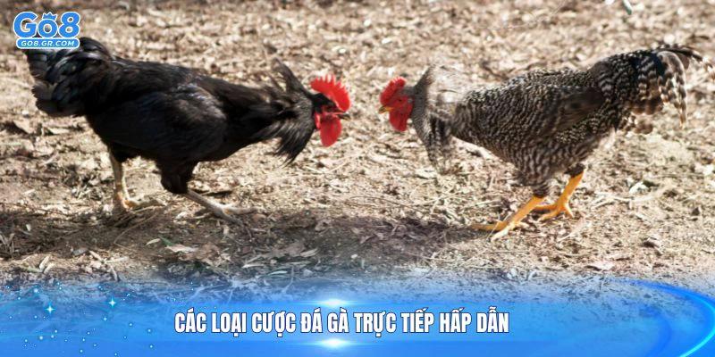 Các loại cược đá gà trực tiếp hấp dẫn