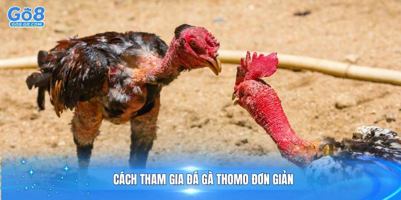 Cách tham gia đá gà Thomo đơn giản