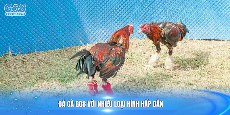 Trải nghiệm đá gà Go8 với nhiều loại hình hấp dẫn
