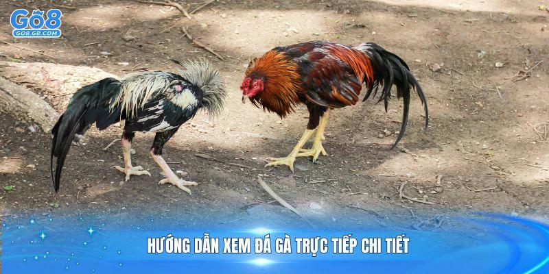 Hướng dẫn xem đá gà trực tiếp chi tiết