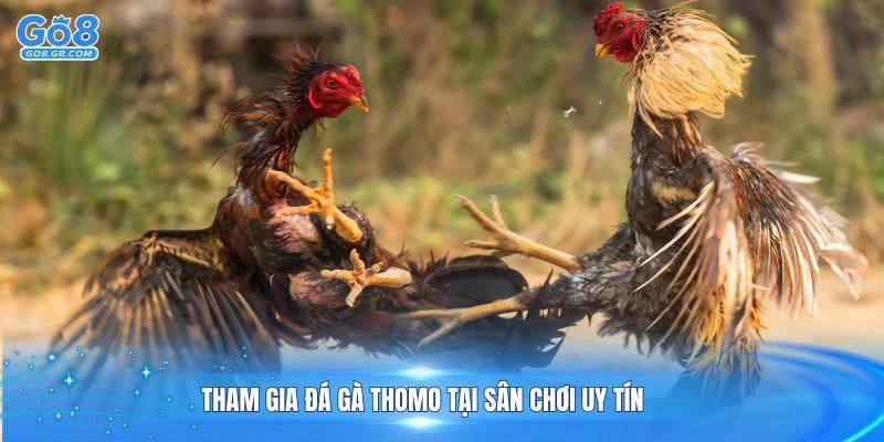 Tham gia đá gà Thomo tại sân chơi uy tín