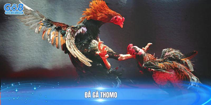 đá gà Thomo
