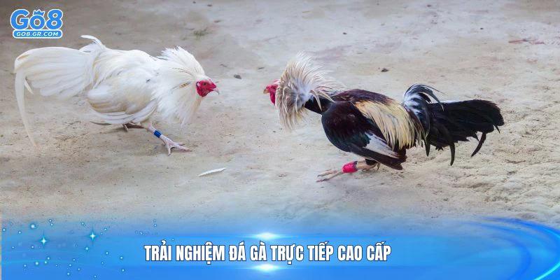 Trải nghiệm đá gà trực tiếp cao cấp
